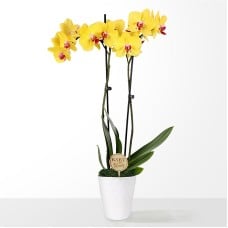 Baby in Bloom Yellow Orchid