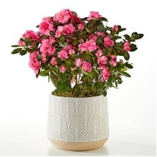 Pink Azalea Plant