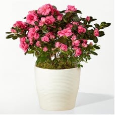 Pretty Pink Azalea
