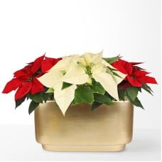 Red & White Bi-Color Sparkle Poinsettia