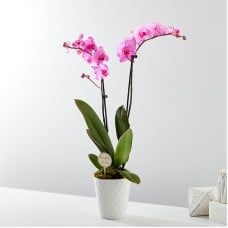 Baby in Bloom Pink Orchid