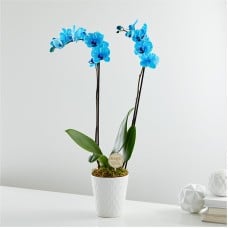 Baby in Bloom Blue Orchid