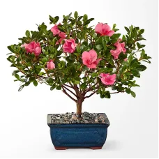 Azalea Bonsai
