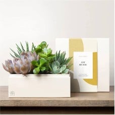 Lula's Garden - Just Because Premium Gardens (Urban Garden)