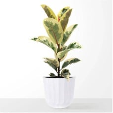 Large Ficus Elasitca Tineke Plant