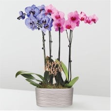 Pink and Lavender Watercolor Orchids