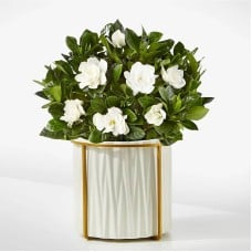 8" Fragrant Gardenia Plant