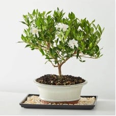 Gardenia Bonsai (6 inch)
