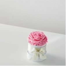 Pink Forever Roses (Single Preserved Rose)