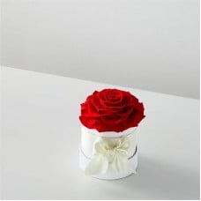 Red Forever Roses (Single Preserved Rose)