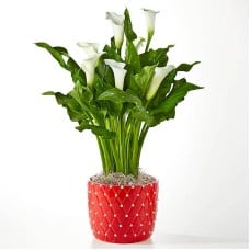 Classic White Calla Lily Plant (Hearts Ceramic Container)
