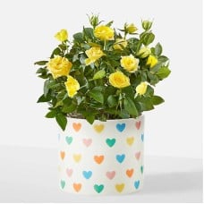 Sunshine Yellow Rose Plant (Leaves Ceramic Container)