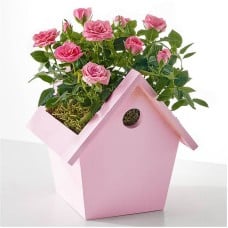 Pink Mini Rose in Decorative Birdhouse