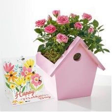 Pink Mini Rose & Mother's Day Pop Up Card