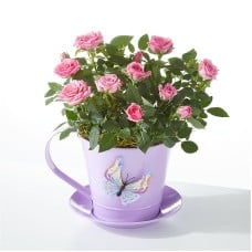 You're My Cup of Tea Mini Pink Rose
