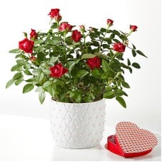 Pearl Kiss Red Mini Rose with Heart Shaped Chocolate