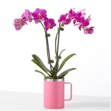 Amethyst Bloom Orchid