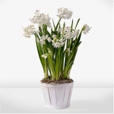 Precious Paperwhite Bulb Garden
