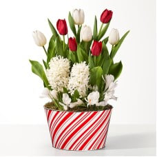 Candy Stripe Red and White Bulb Garden