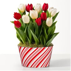 Red and White Mixed Tulip Bulb Garden