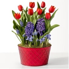 Red Tulip and Blue Hyacinth Bulb Garden