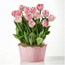 Here in My Heart Tulip Bulb Garden
