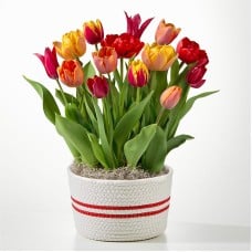 Shades of Love Tulip Bulb Garden