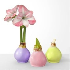 Springtime Wax Amaryllis Trio