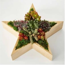 Joyous Star Succulent Garden