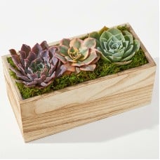 Pure Harmony Succulent Garden