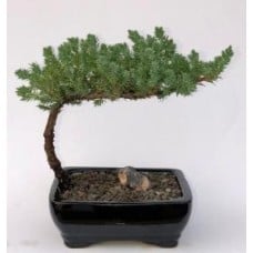 Juniper Bonsai Tree-Small
(Juniper Procumbens "nana")