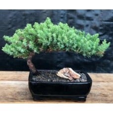Juniper Bonsai Tree - Medium
(Juniper Procumbens "nana")