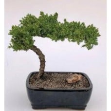 Juniper Bonsai Tree - Large
(Juniper Procumbens "nana")