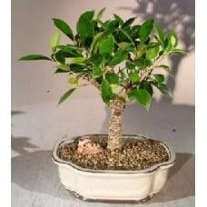 Ficus Retusa Bonsai Tree - Medium
(Ficus Retusa)
