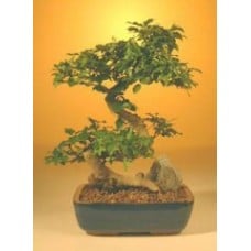 Flowering Ligustrum Bonsai Tree - Large Curved Trunk Style
(ligustrum lucidum)