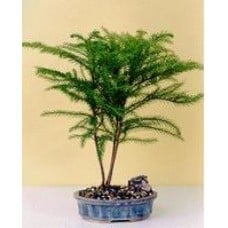 Norfolk Island Pine-Medium