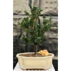Japanese Dwarf Pagoda Holly
(Ilex Crenata dwarf "Pagoda")