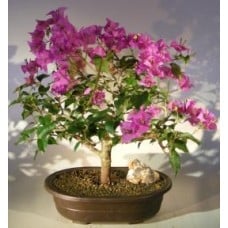 Flowering Bougainvillea Bonsai Tree - Large
(Pink Pixie)