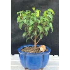 Ficus 'Too Little' Bonsai Tree - Small
(ficus benjamina "too little")