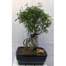 Chinese Flowering White Serissa Bonsai Tree - Large
Tree of a Thousand Stars
Raised Roots
(Serissa Japonica)