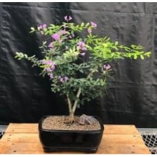 Flowering Desmodium Bonsai Tree
(Desmodium Unifoliatium)