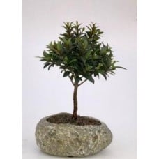 Flowering Brush Cherry In Faux Lava Rock
(eugenia myrtifolia)