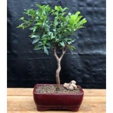 Flowering Jaboticaba Bonsai Tree - Small
(eugenia cauliflora)