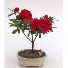 Flowering Red Azalea Bonsai Tree
(azalea 'Tiny Dancer')