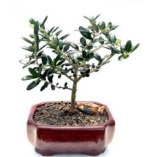 Flowering & Fruiting European Olive Bonsai Tree
(olea europaea "little ollie")