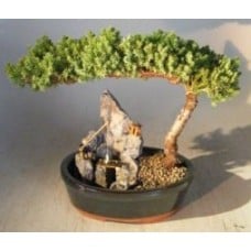 Juniper Bonsai Tree - Large
Stone Landscape Scene
(juniper procumbens "nana")
