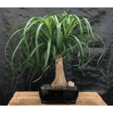 Ponytail Palm - Large
(Beaucamea Recurvata)