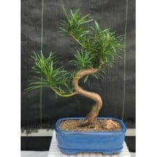 Flowering Podocarpus Bonsai Tree
"curved" - Medium
(podocarpus macrophyllus)