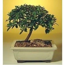 Flowering Brush Cherry Bonsai Tree - Small
(eugenia myrtifolia)