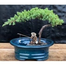 Juniper Bonsai Tree
Land/Water Pot - Small
(Juniper Procumbens "nana")